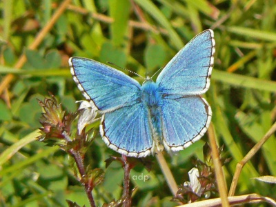 Adonis Blue male (Lysandra bellargus) Alan Prowse
